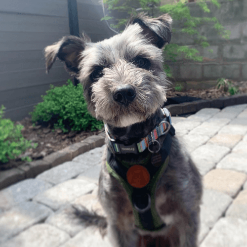 Rue the dog